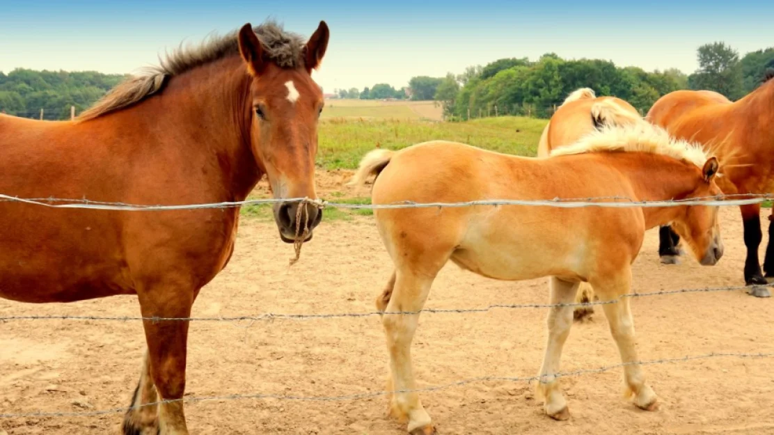 Zdjęcie STAR. Apartamenty. Domki. Pokoje. #687