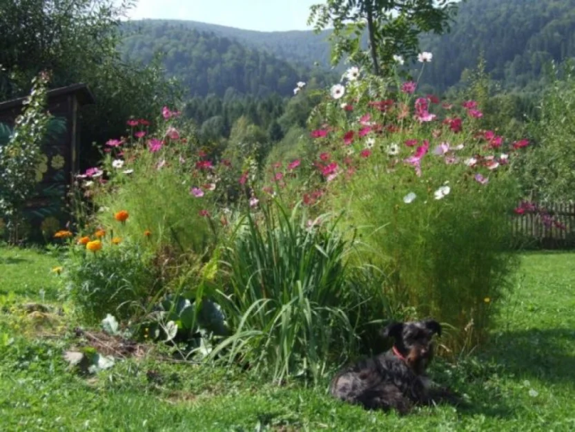 Zdjęcie Agroturystyka Sokole Pole #6