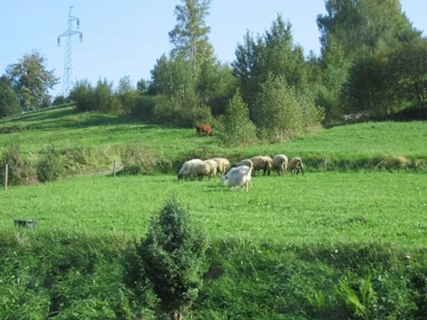 Zdjęcie Agroturystyka Rabka Ponice #6