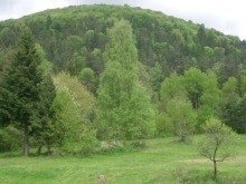 Zdjęcie Cypisówka #7