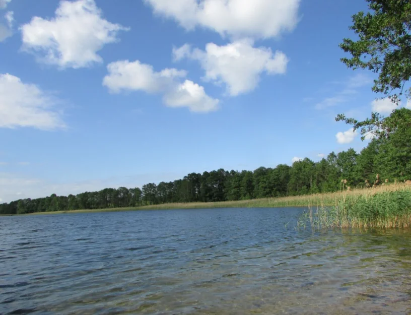 Zdjęcie "Między Sosnami a Brzegiem Jeziora" #33