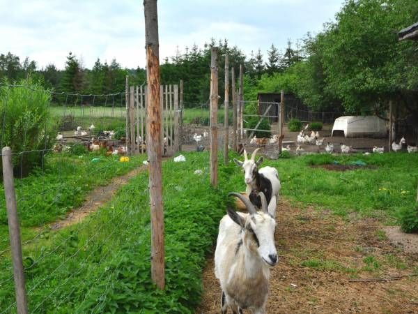 Zdjęcie Agroturystyka Stara Chata #4