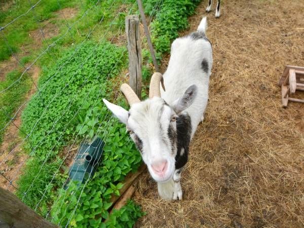 Zdjęcie Agroturystyka Stara Chata #5