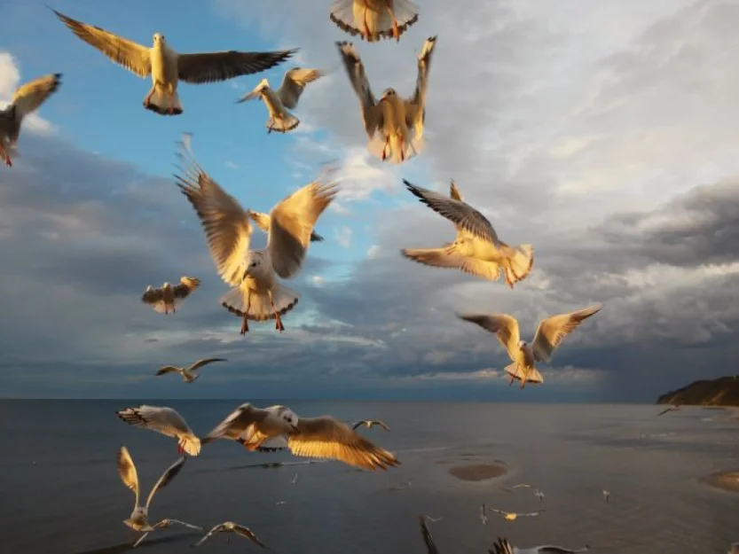 Zdjęcie Apartament w Miedzyzdrojach 150m od morza #2