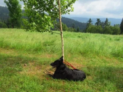 Chatka SST Pod Potrójną
