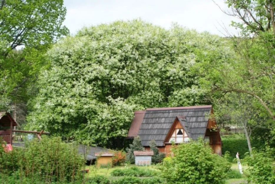 Zdjęcie Jaśminowa Górka #2