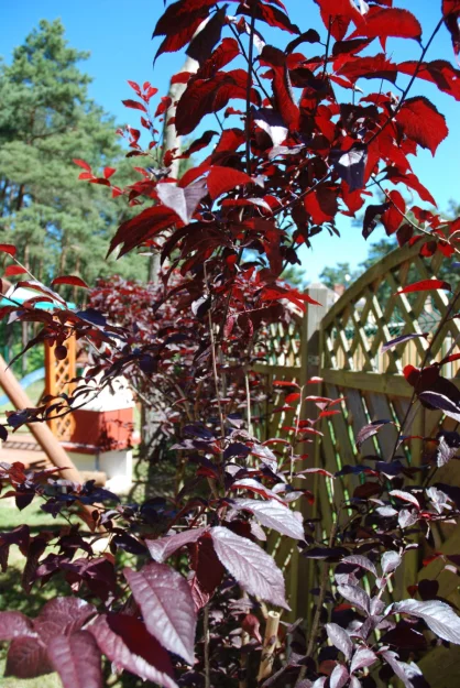 Zdjęcie NawaraPARK - Domki z BALI - POBIEROWO #35