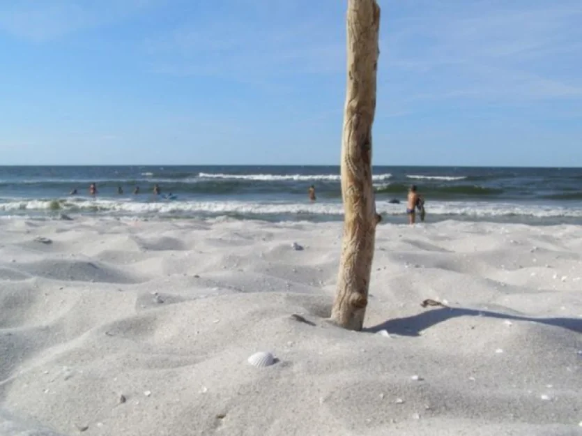 Zdjęcie O.W. ALGA #9