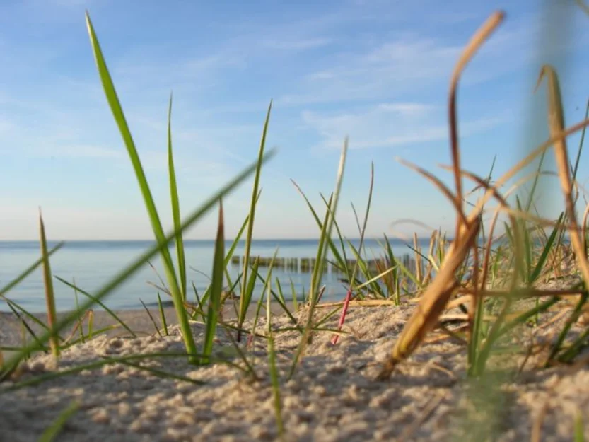 Zdjęcie O.W. ALGA #10