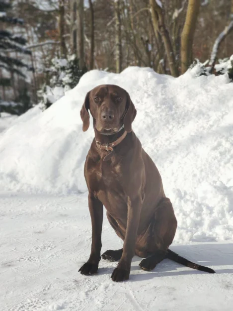 Zdjęcie GAJÓWKA - całoroczne pokoje i apartamenty #73