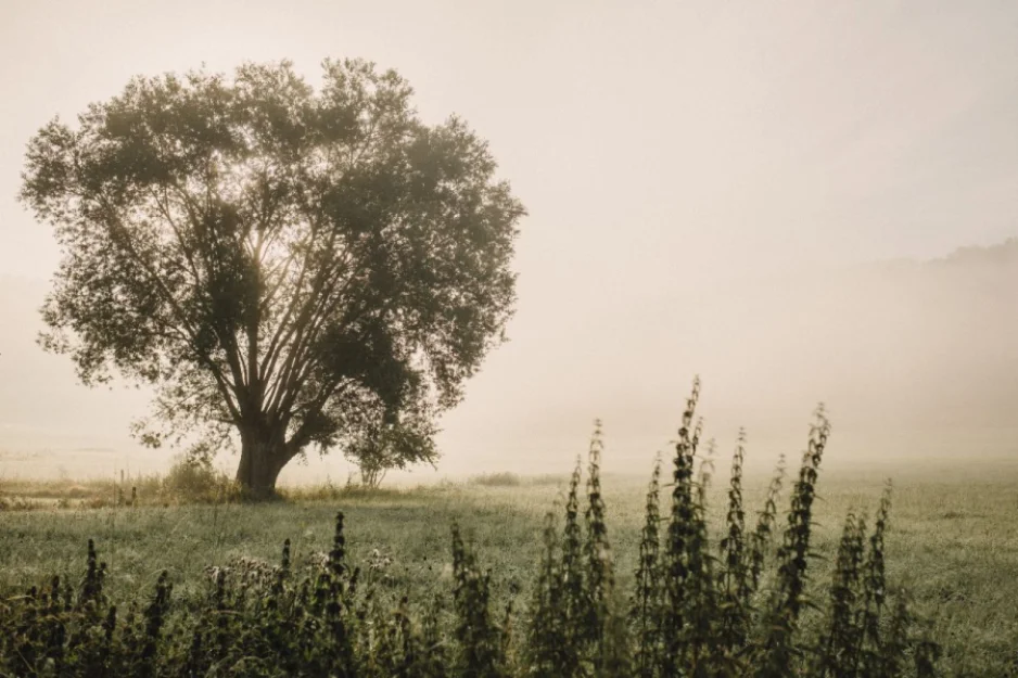 Zdjęcie Cichy Zakątek  #34