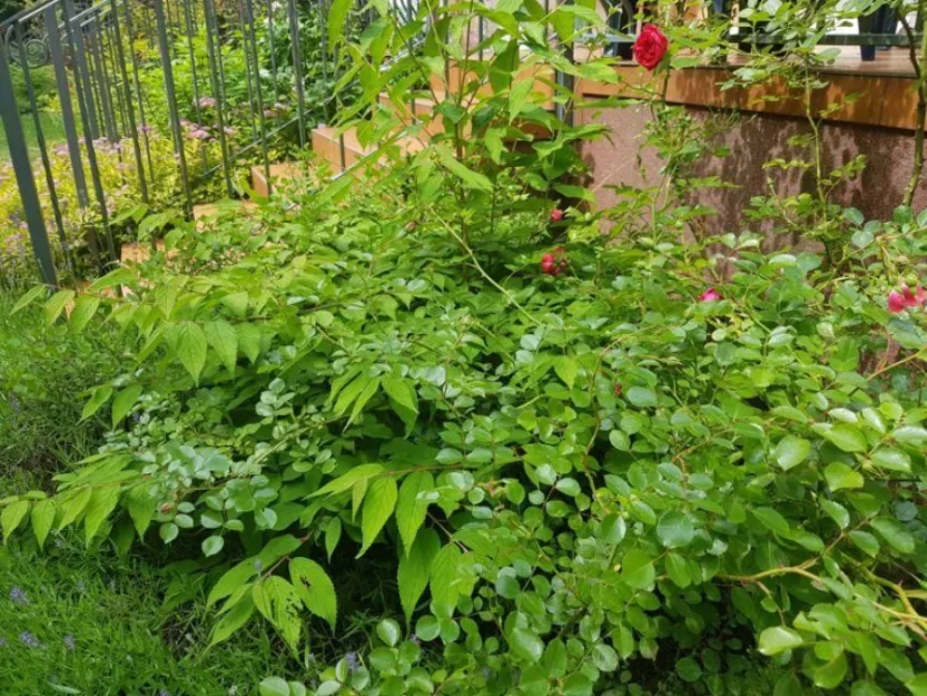 Zdjęcie Sonata Mielenko #50