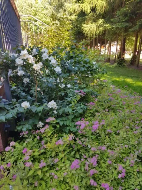 Zdjęcie Sonata Mielenko #51