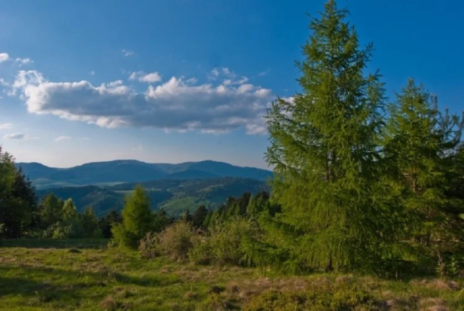 Zdjęcie Willa Karolina #5