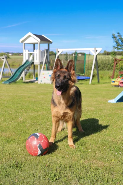 Zdjęcie Domki Letniskowe z łowiskiem #19