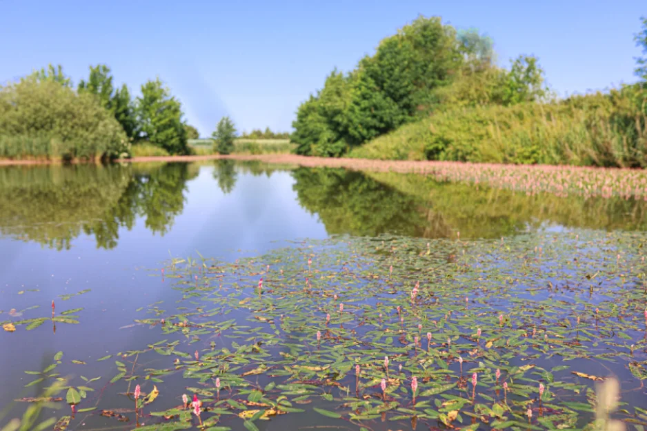 Zdjęcie Domki Letniskowe z łowiskiem #20