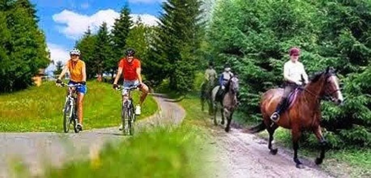 Zdjęcie Stokrotka #9