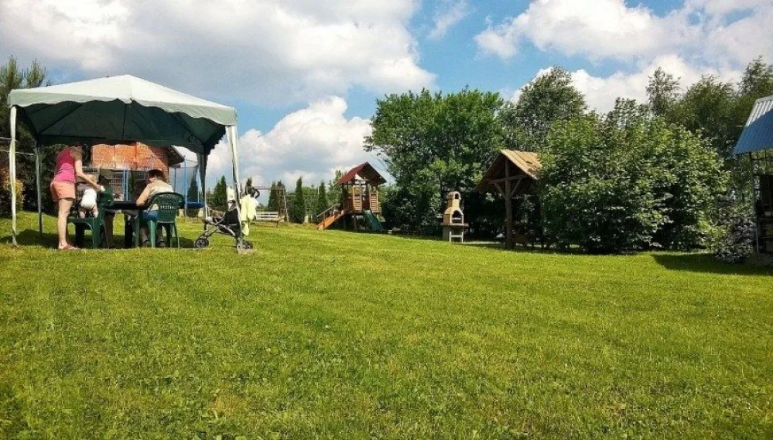 Zdjęcie Stokrotka #15