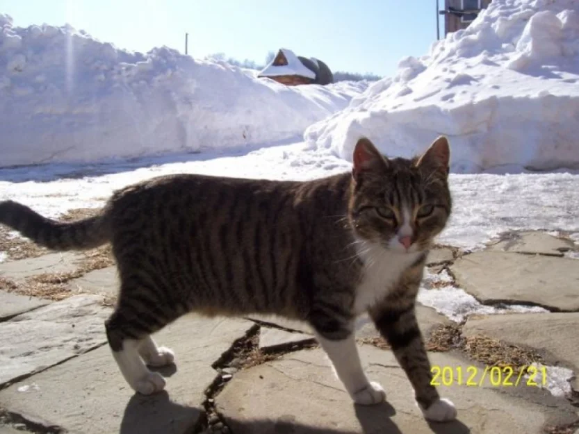 Zdjęcie Chałupa Górola #6