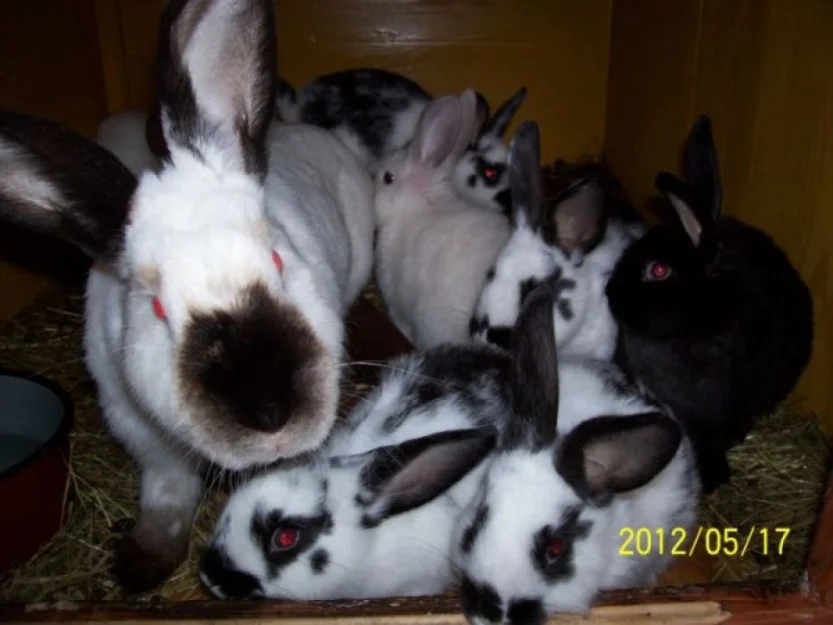 Zdjęcie Chałupa Górola #8