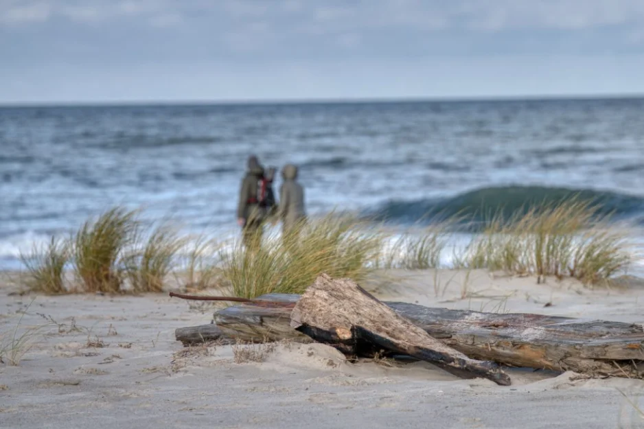 Zdjęcie Domki Ptasi Raj Wyspa Sobieszewska #30
