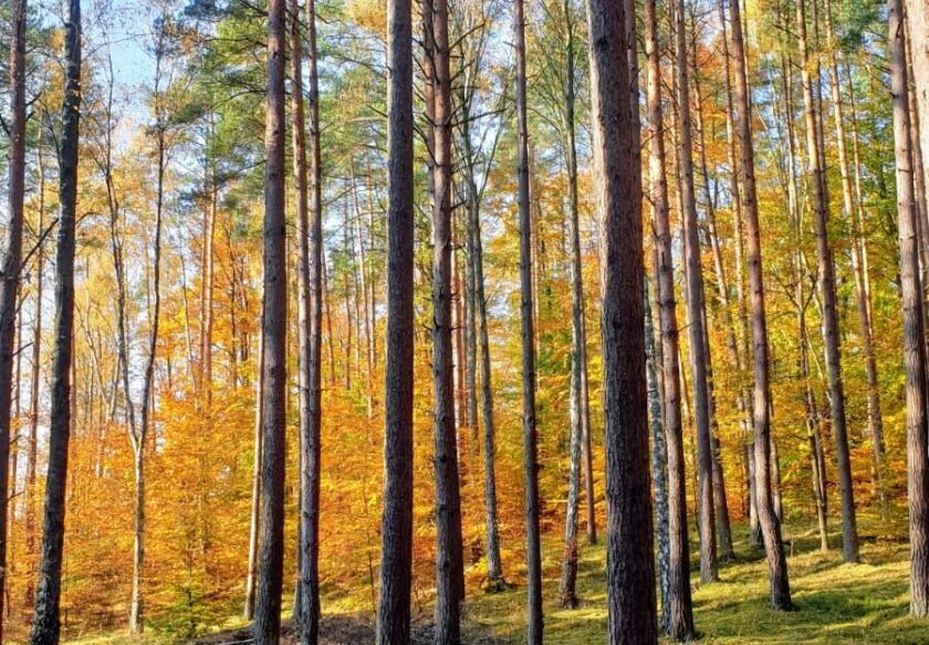 Apartamenty Przystanek Dębina (Rowy) 6