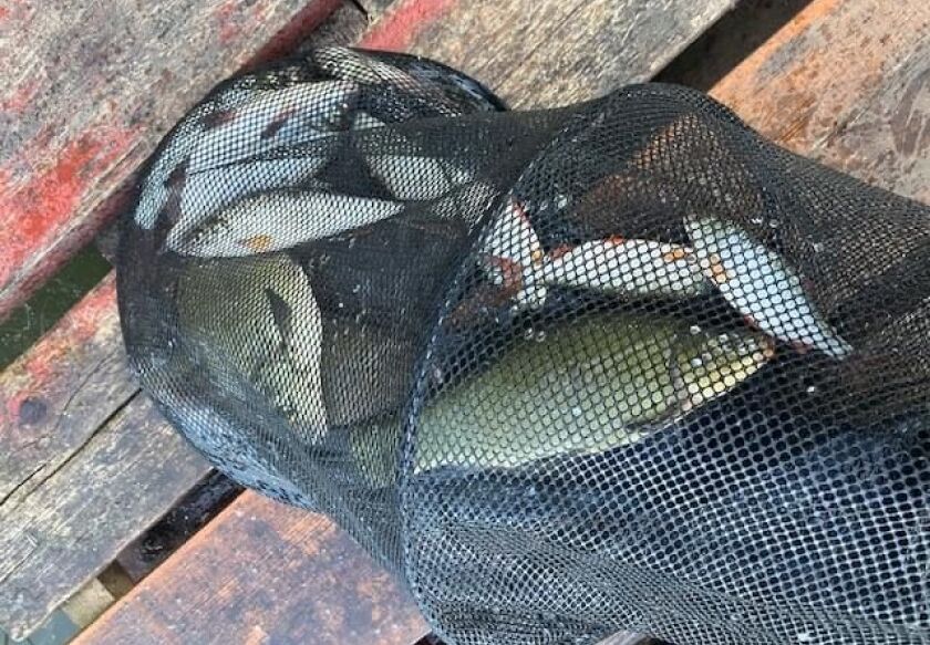 Czerwona Ł&oacute;dka 21