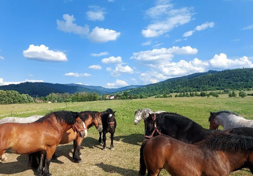 Dom Wypoczynkowy Leśnicz&oacute;wka 18 Węgierska G&oacute;rka 8
