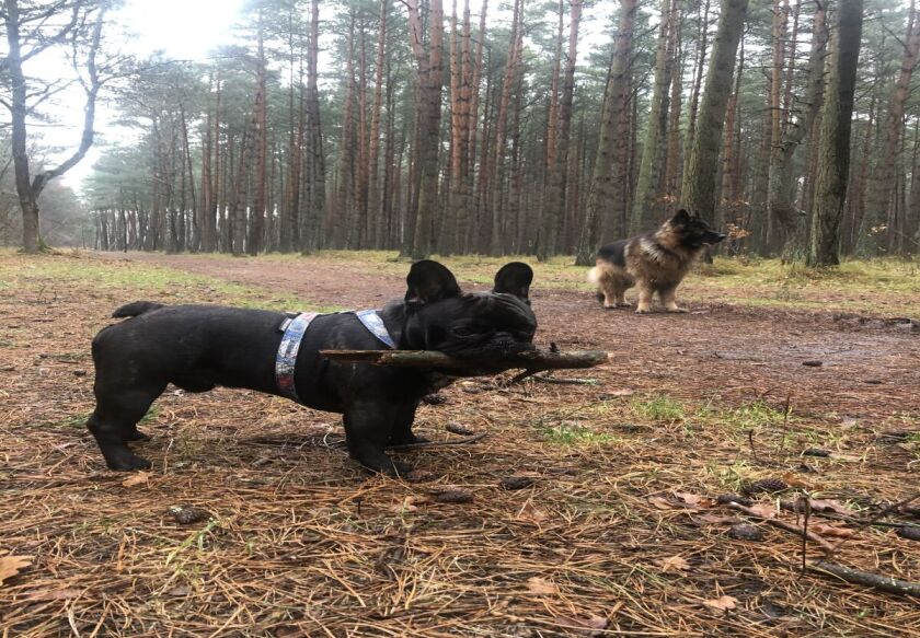 Park leśny 50 m od ośrodka,pupile miłe widziane