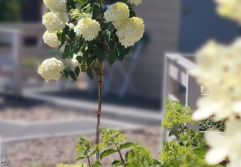 Domki gościnne Govinda 28