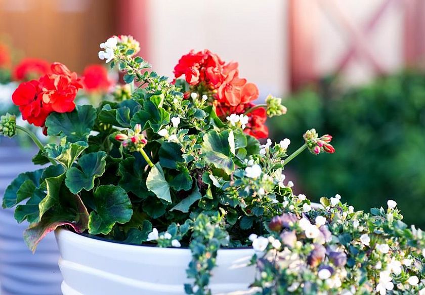 DOMKI LETNISKOWE 6 os.I POKOJE NADIA 13