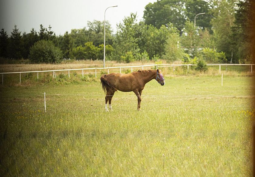 najblizsze sąsiedztwo