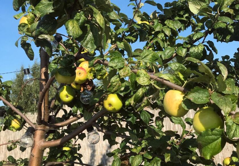 Domki Wczasowe Wśr&oacute;d Jabłoni  34