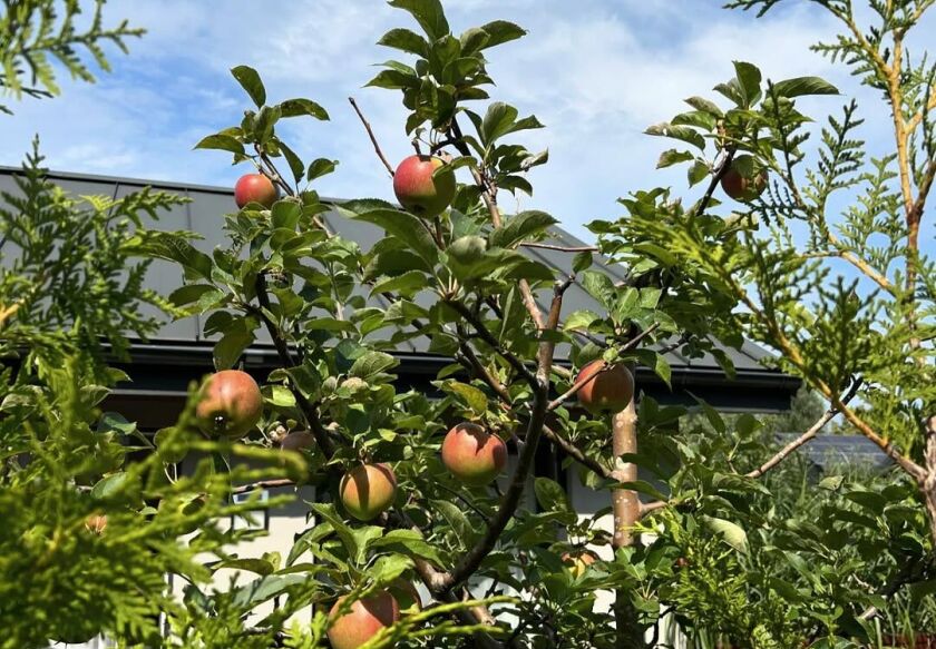 Domki Wczasowe Wśr&oacute;d Jabłoni  35