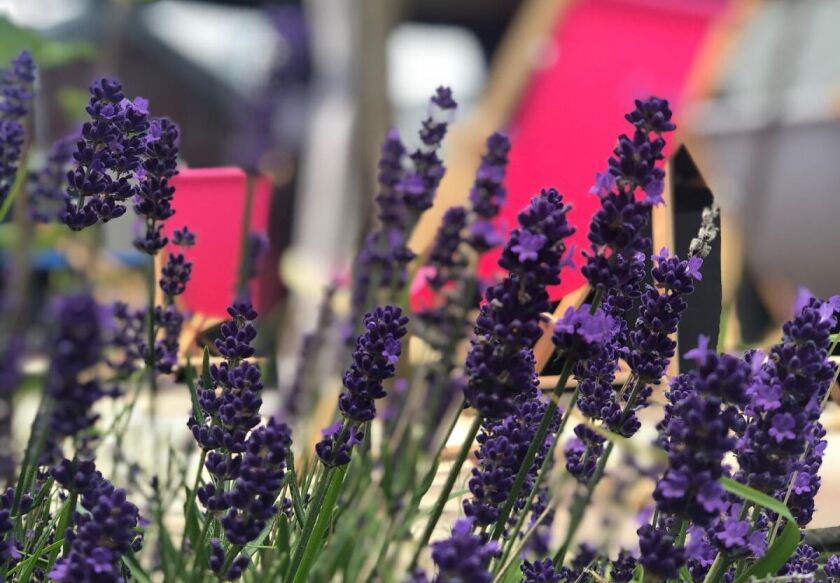 Domki Wczasowe Wśr&oacute;d Jabłoni  33