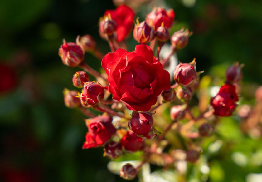 Domki Wierzb&oacute;wka Mielno 52