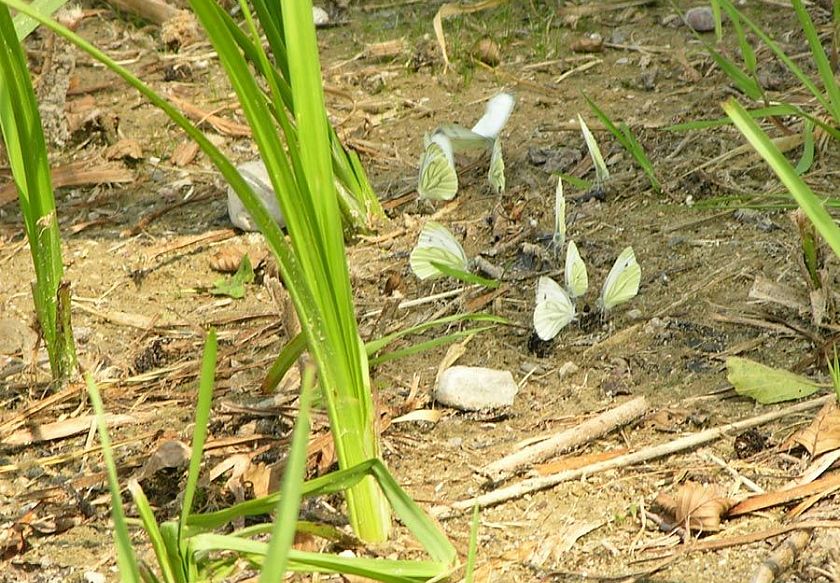 motylki na brzegu