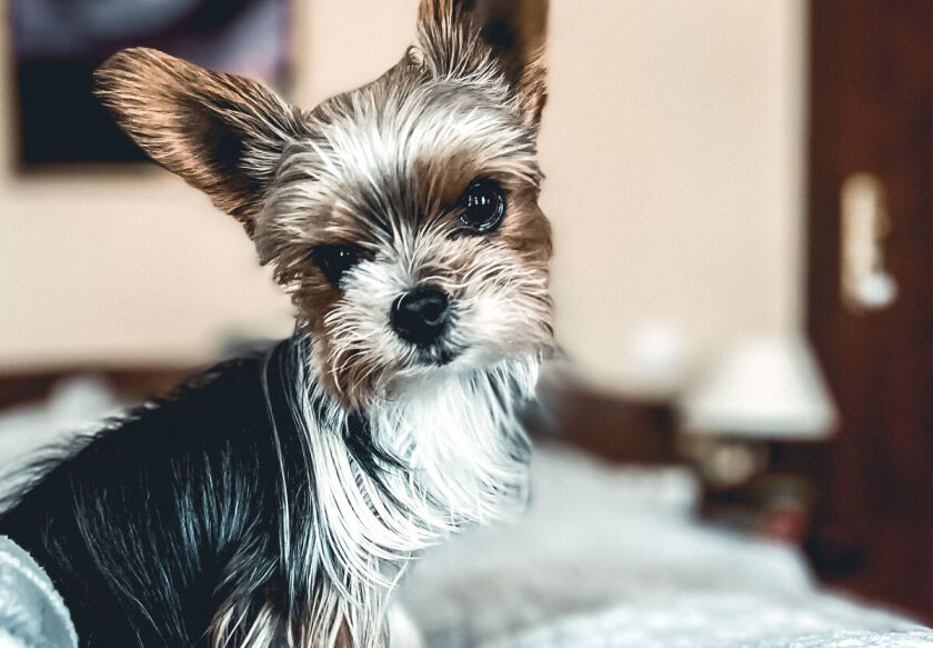 Morska Fala; pokoje, apartamenty, domki z bala 3