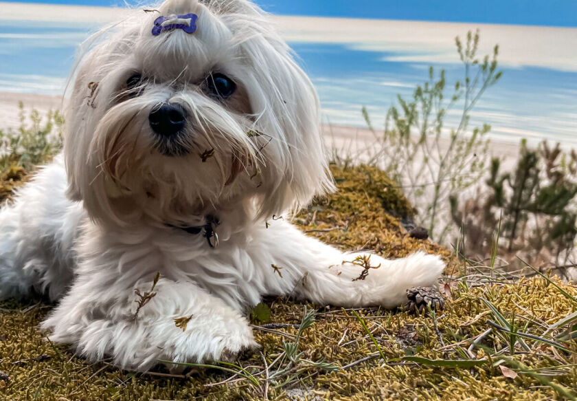 Morska Fala; pokoje, apartamenty, domki z bala 8
