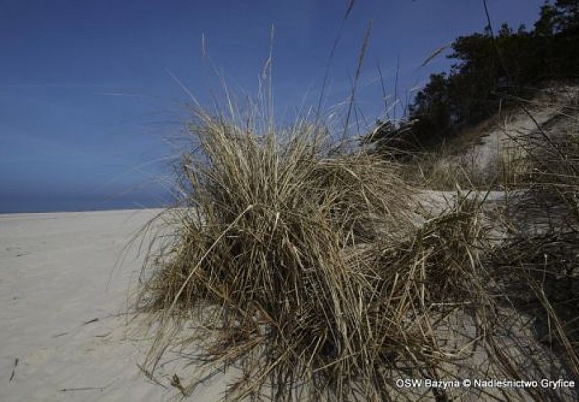 Ośrodek Szkoleniowo- Wypoczynkowy BAŻYNA 2