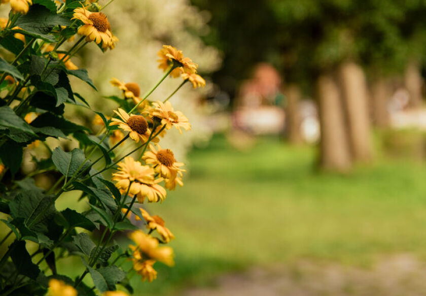 Ośrodek Wypoczynkowy w Świerkocinie 165