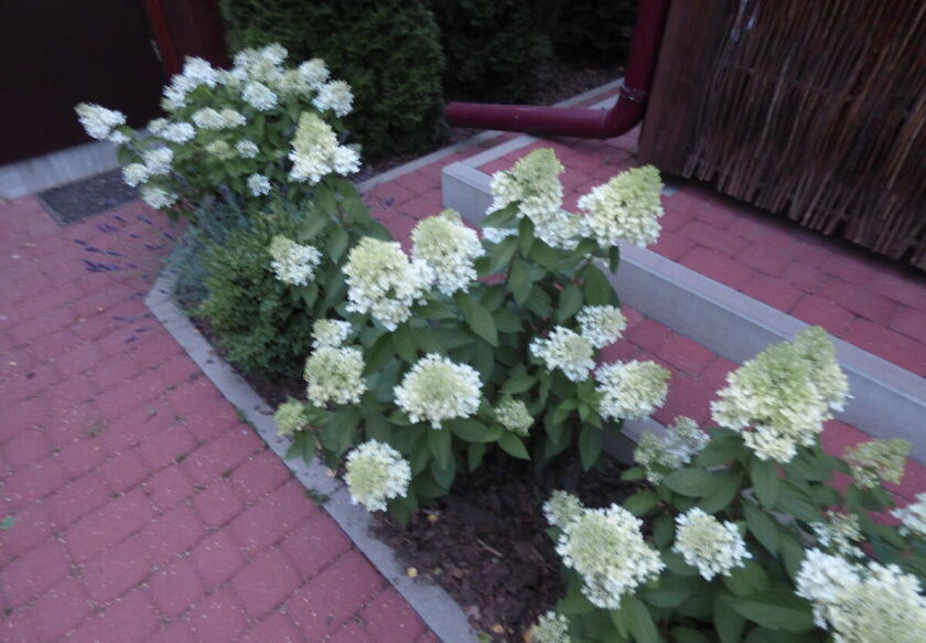 Ośrodek Wypoczynkowy Zielony Zakątek w Szydł&oacute;wcu 24