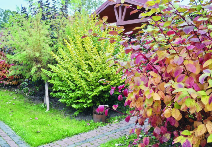 Trzy domki Mielenko 26