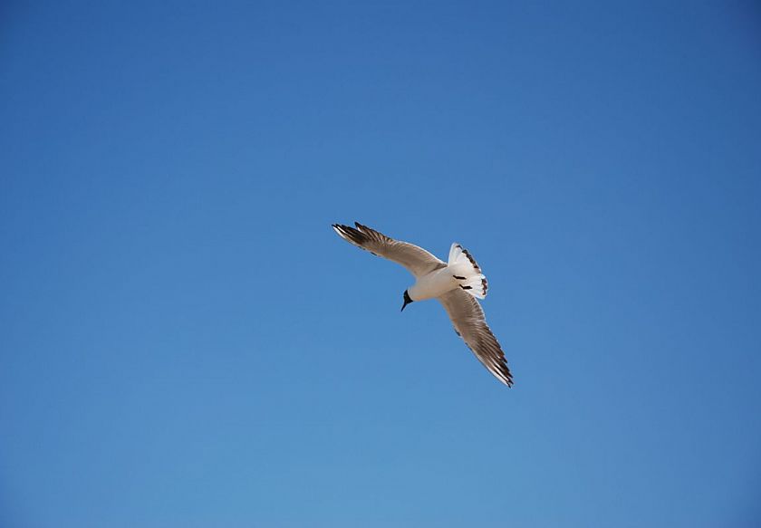 VILLA PARK blisko morza 8